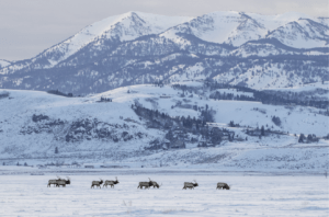 Photo of the National Elk Refuge. Photo credit: USFWS